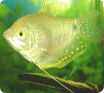 Platinum Gourami - Quantity of 3